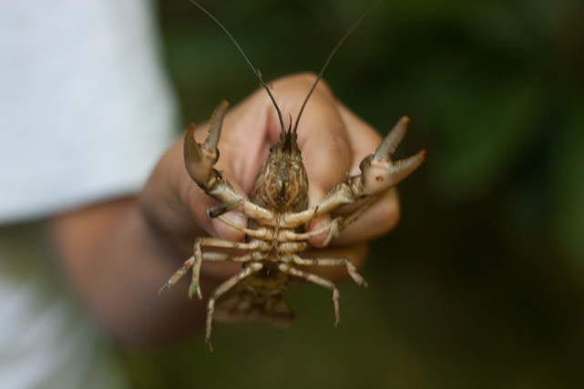 Holding a Crayfish