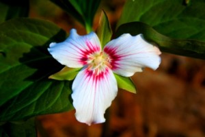 trillium3