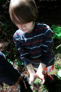 Discovering new plants