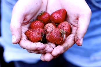 berries